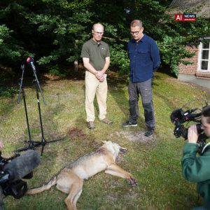 Denmark tracks lone wolf.