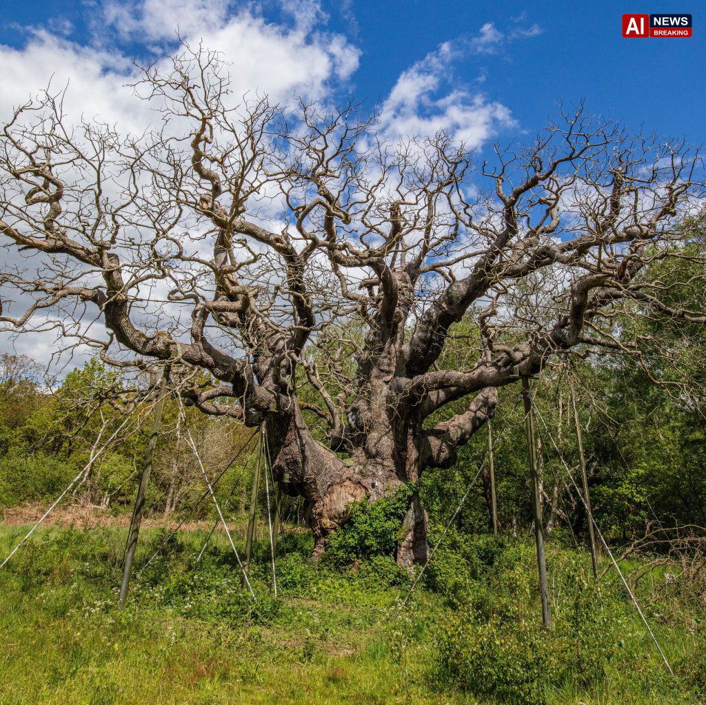 Heat and drought cause stress in England’s ancient oak trees