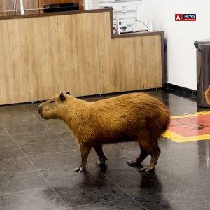 Capybaras invade Brazilian State Legislature building.