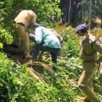 Two accused surrender in Kerala tree-felling case