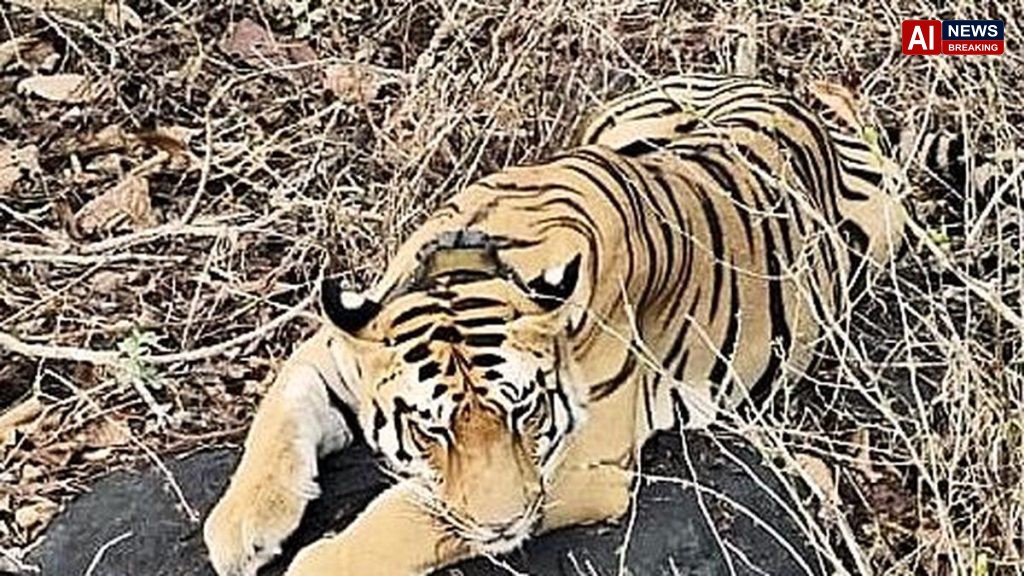 Tiger returns to Andhra Pradesh