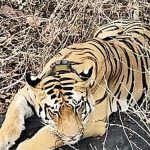 Tiger returns to Andhra Pradesh