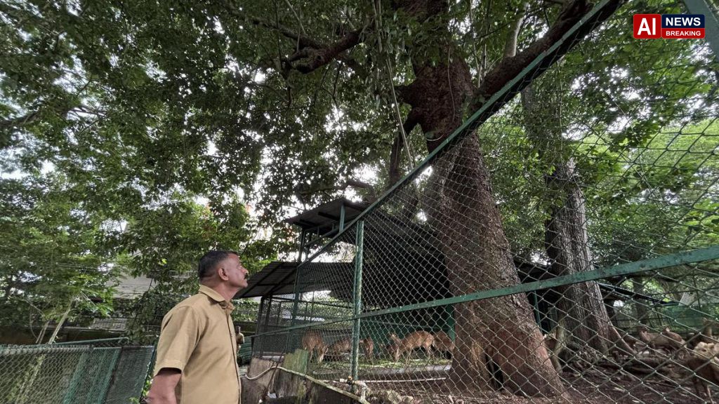 Zoo authorities arrange protection for 150-year-old Arara nut-tree.