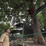 Zoo authorities arrange protection for 150-year-old Arara nut-tree.