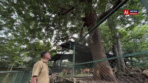 Thiruvananthapuram zoo set to protect old Arara nut-tree