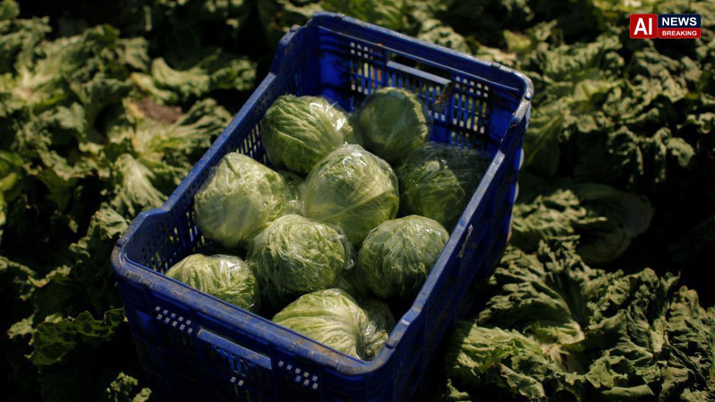 Amerifresh Inc halts iceberg lettuce purchases from Mexico over outbreak concerns.