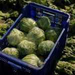 Amerifresh Inc halts iceberg lettuce purchases from Mexico over outbreak concerns.