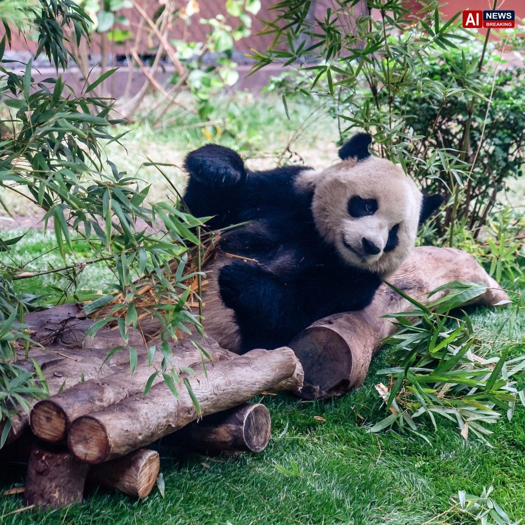 Giant Pandas, Icons of China’s Soft Diplomacy, Arrive in Atlanta