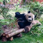Giant Pandas, Icons of China’s Soft Diplomacy, Arrive in Atlanta