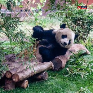 Giant Pandas, Icons of China’s Soft Diplomacy, Arrive in Atlanta