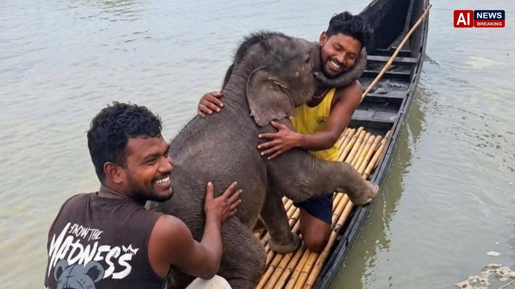 Elephant calf swept away in Teesta rescued by fishermen, reunited with mother