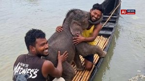 Elephant calf swept away in Teesta rescued by fishermen, reunited with mother