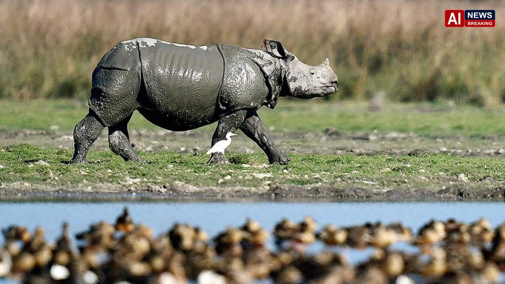 3,260 one-horned rhinos in Assam, 80% of global count: Himanta Biswa Sarma
