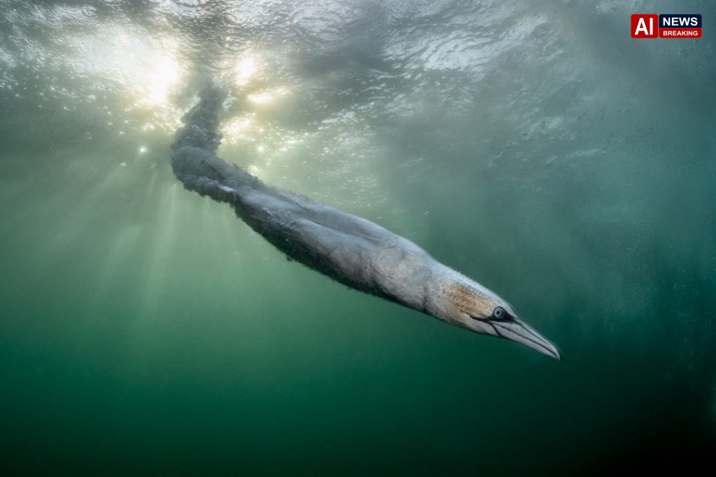 Dramatic gannet dive wins Bird Photographer of the Year competition