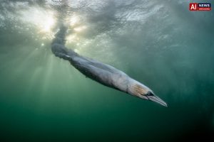 Dramatic gannet dive wins Bird Photographer of the Year competition