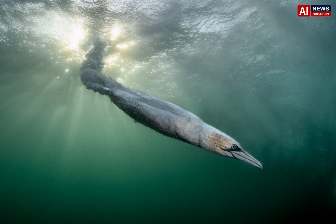 Dramatic gannet dive wins Bird Photographer of the Year competition