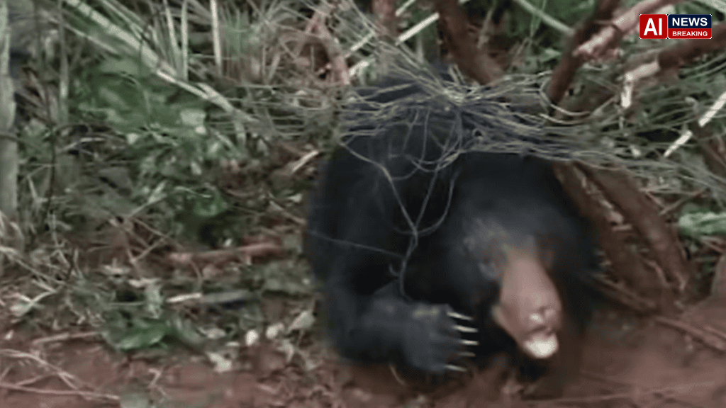 Sloth bear trapped in oil palm fence rescued in Andhra’s Kakinada district, sent to Visakhapatnam zoo