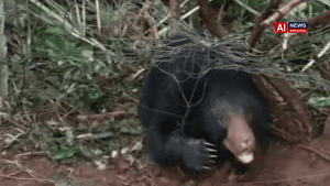 Sloth bear trapped in oil palm fence rescued in Andhra’s Kakinada district, sent to Visakhapatnam zoo