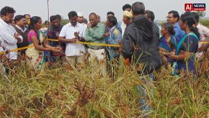More ragi with less water: Online programme to promote ‘Guli Ragi’ cultivation on September 23