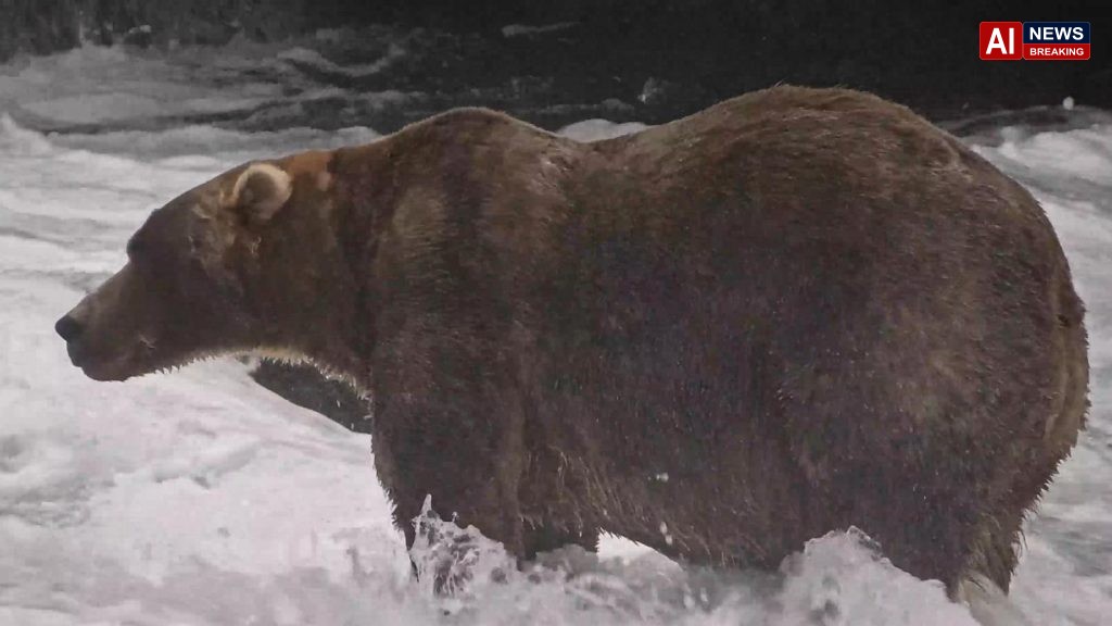 Backpack wins Fat Bear Week in Alaska's Katmai