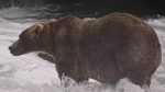 Backpack wins Fat Bear Week in Alaska’s Katmai