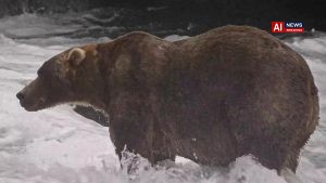 Backpack wins Fat Bear Week in Alaska's Katmai