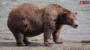 Fat Bear Week opens for Alaska’s heavyweights. Can the 1,200-pound champ win again?