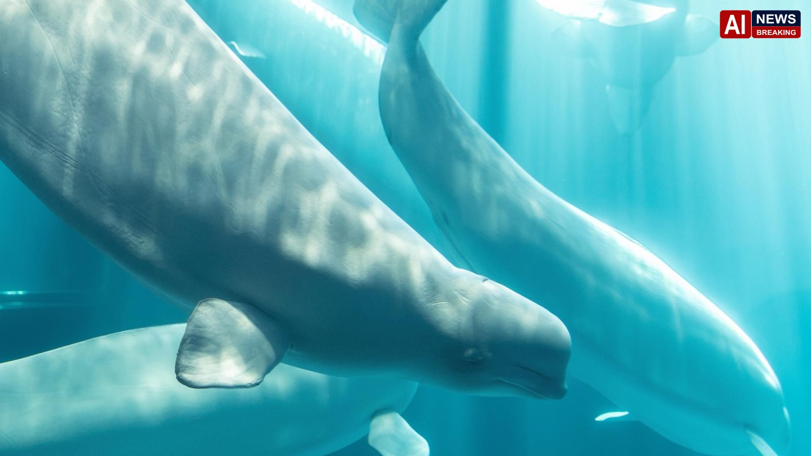 Another beluga whale dies at Chicago aquarium after rescue mission from Canada park