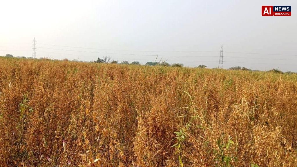 Farmer hid ganja plants in middle of red gram crop
