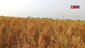 Farmer hid ganja plants in middle of red gram crop
