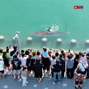 A Wayward Shark Becomes a Celebrity in South Korea