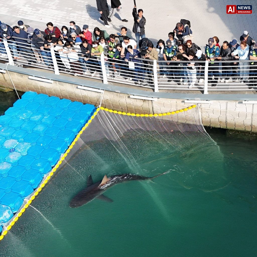 Shark Returns to Sea After Over a Month Stuck in a South Korean Port Canal