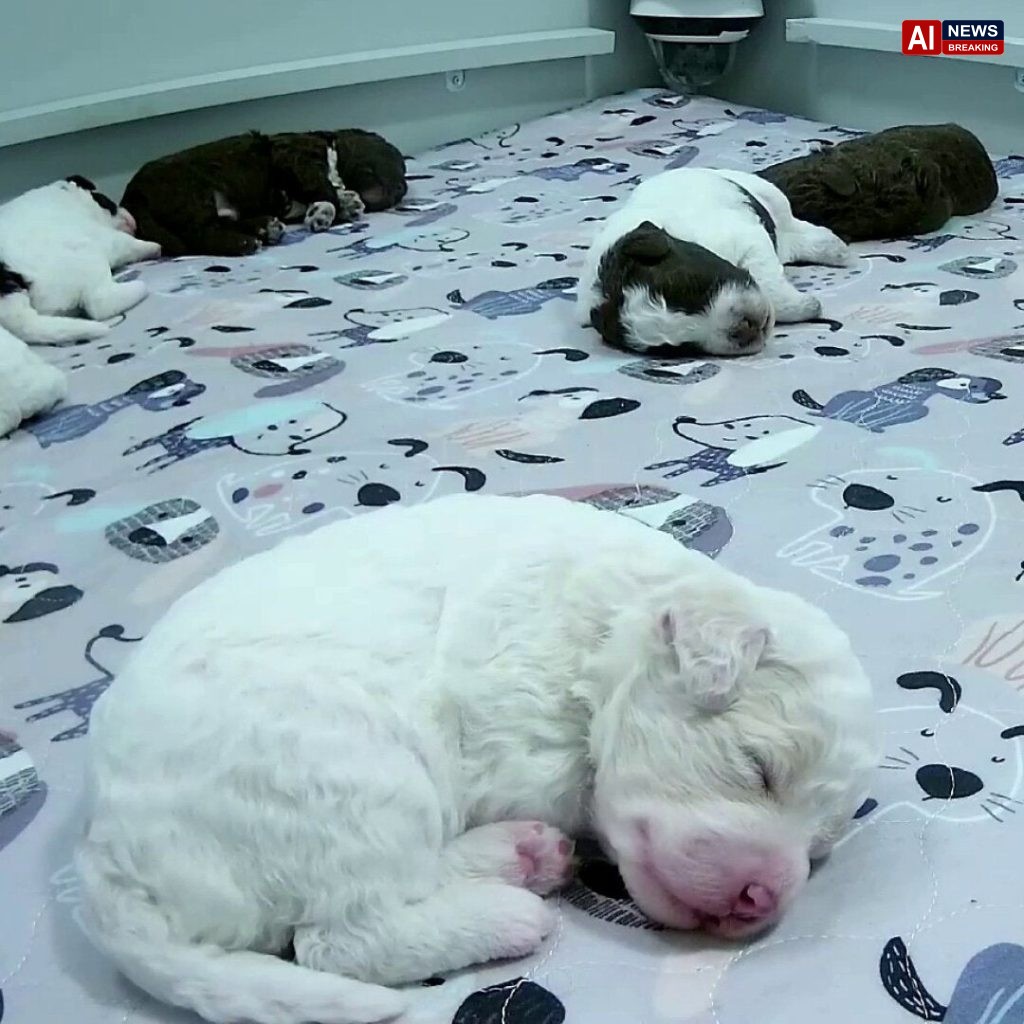 Finland’s Puppy Livestream Provides Comfort in Troubled Times