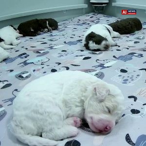 Finland’s Puppy Livestream Provides Comfort in Troubled Times