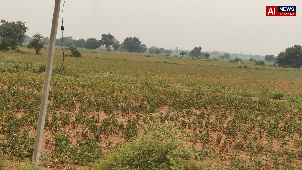Prolonged dry spell, brown disease hit cotton yield in Yadgir district of Karnataka