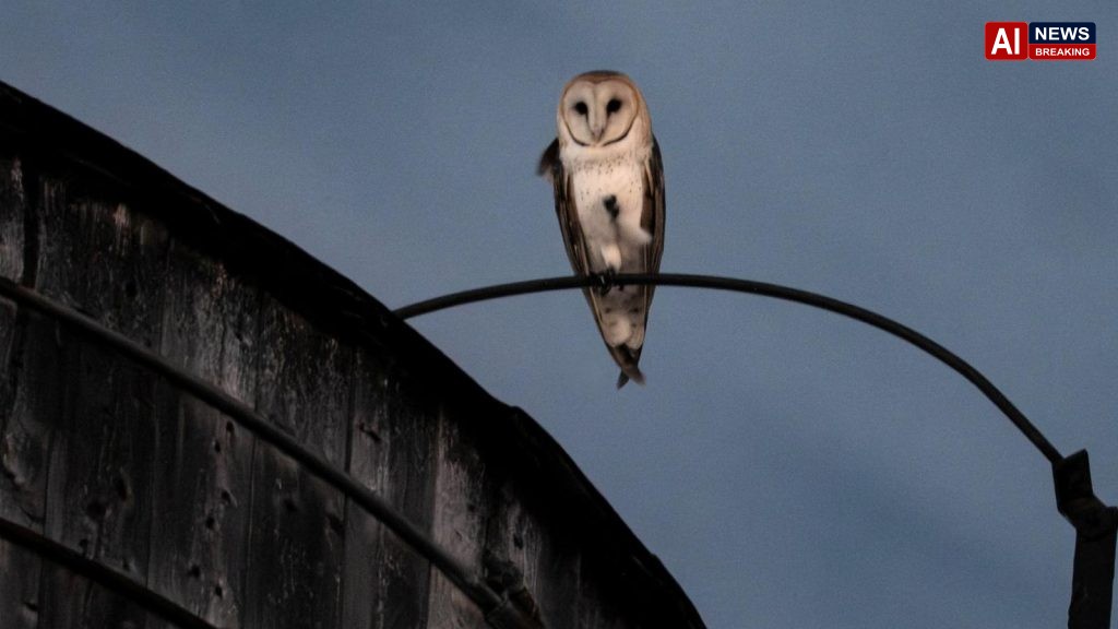 A rare family of barn owls moved into Manhattan's Upper West Side. New Yorkers are captivated