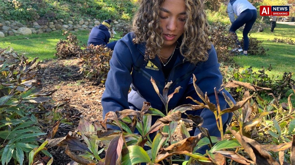 University of Michigan runners blitz campus peony garden, preparing hundreds of plants for winter
