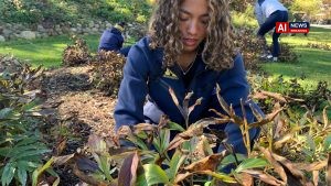 University of Michigan runners blitz campus peony garden, preparing hundreds of plants for winter
