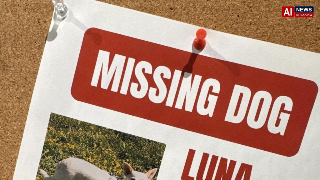Search for missing pup in Yellowstone under pressure as winter nears