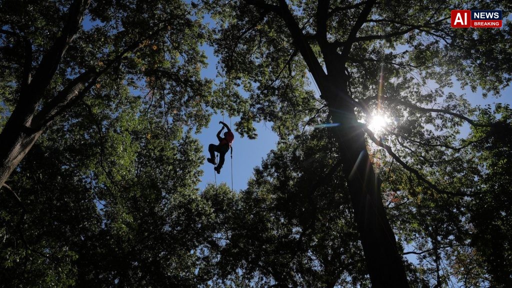 Climbers scale St. Louis trees during international tree climbing competition