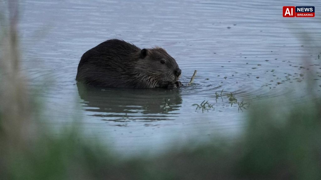 Bringing more beavers to watersheds is a powerful drought-fighting tool, experts say