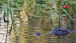 Fisherman, 71, attacked and killed by 12-foot alligator alongside Florida lake